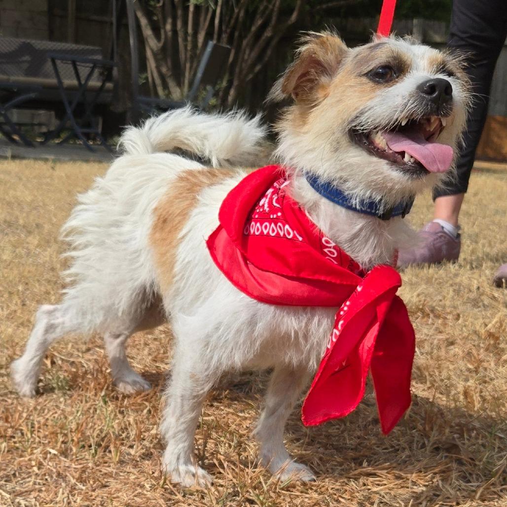 Enlarge Charlie, a Adoptable Wirehaired Terrier in San Antonio, TX image 6/6