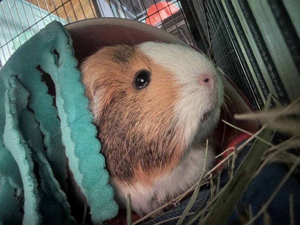 Rosebud, Adoptable, Adult Female Guinea Pig.