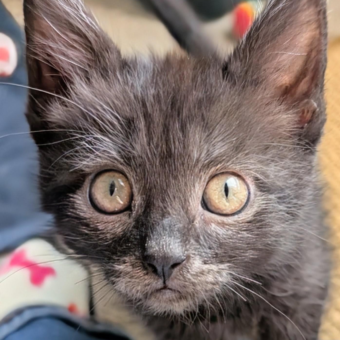 Enlarge Ivy Coleman, a Adoptable Domestic Short Hair in Denver, CO image 2/4