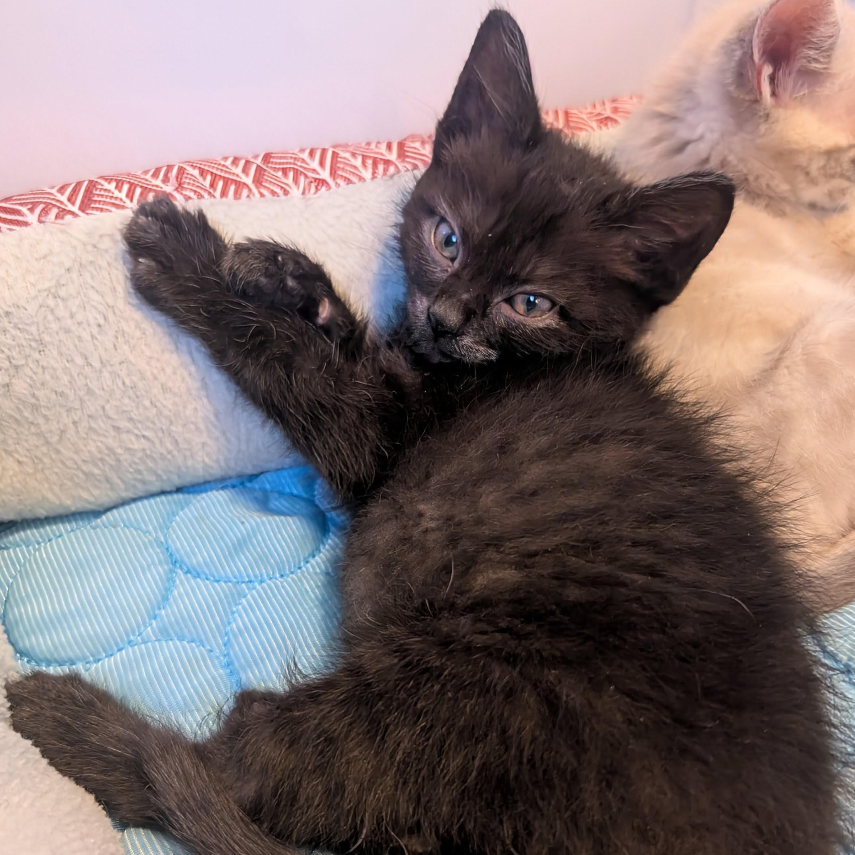 Enlarge Ivy Coleman, a Adoptable Domestic Short Hair in Denver, CO image 3/4