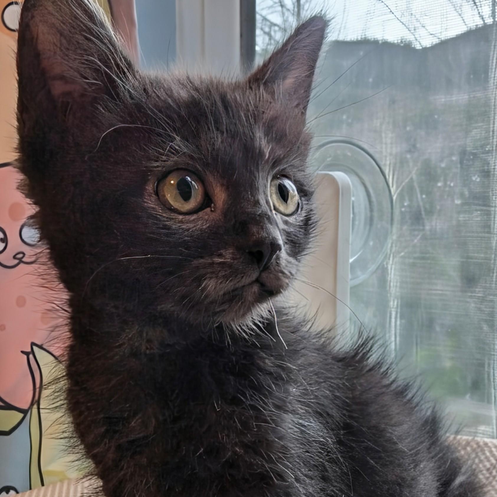 Enlarge Ivy Coleman, a Adoptable Domestic Short Hair in Denver, CO image 1/4