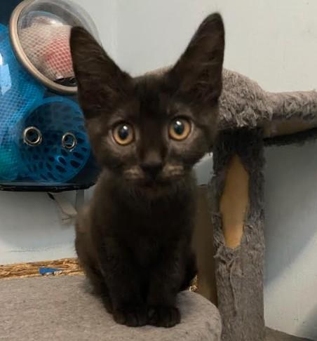 Enlarge Ivy Coleman, a Adoptable Domestic Short Hair in Denver, CO image 4/4