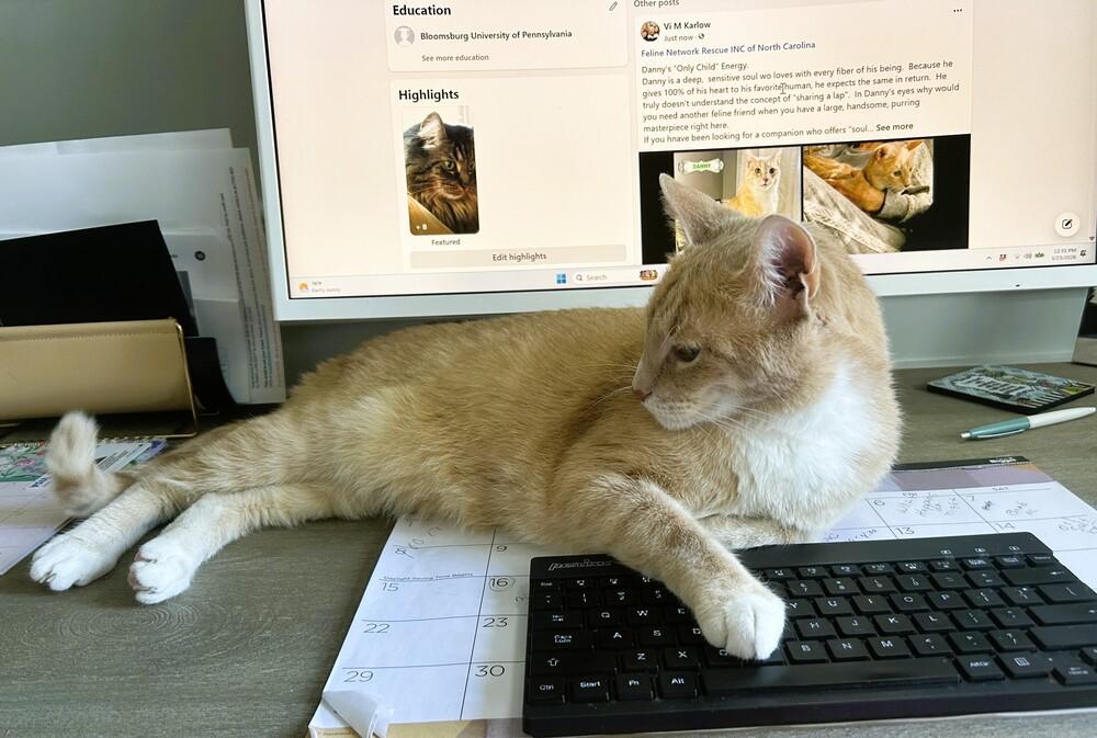 Danny, Adoptable, Adult Male Domestic Short Hair.