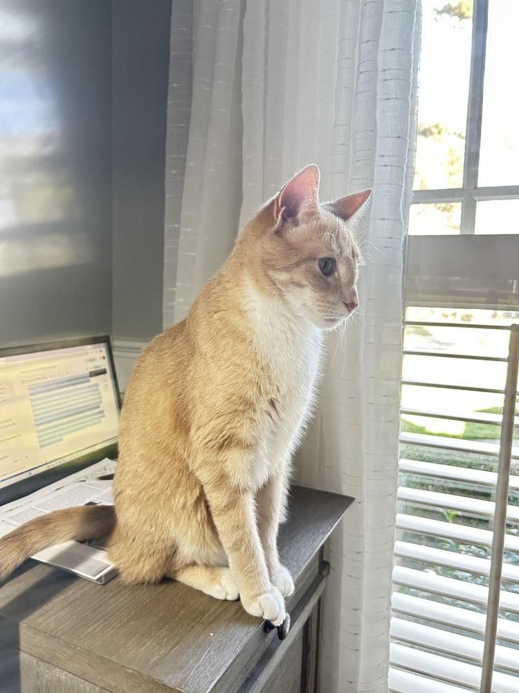 Danny, Adoptable, Adult Male Domestic Short Hair.