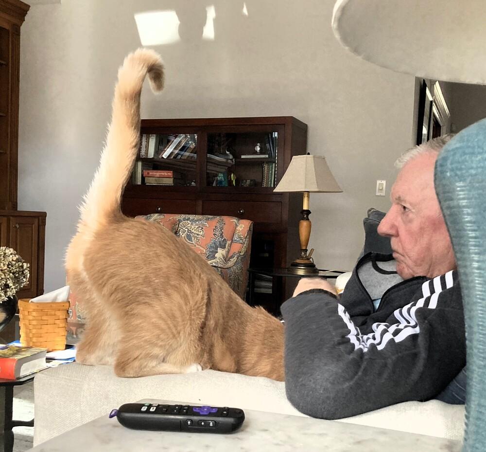 Enlarge Danny, a Adoptable mixed breed in Mooresville, NC image 2/6