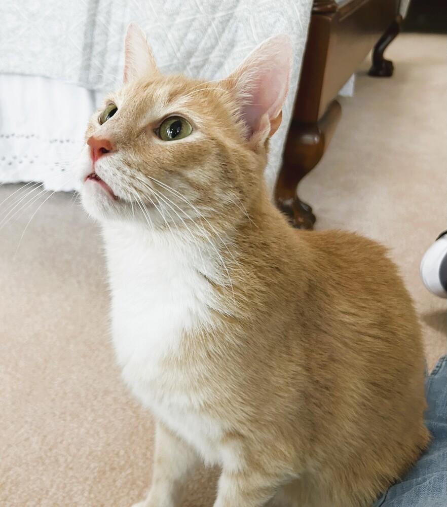 Danny, Adoptable, Adult Male Domestic Short Hair.