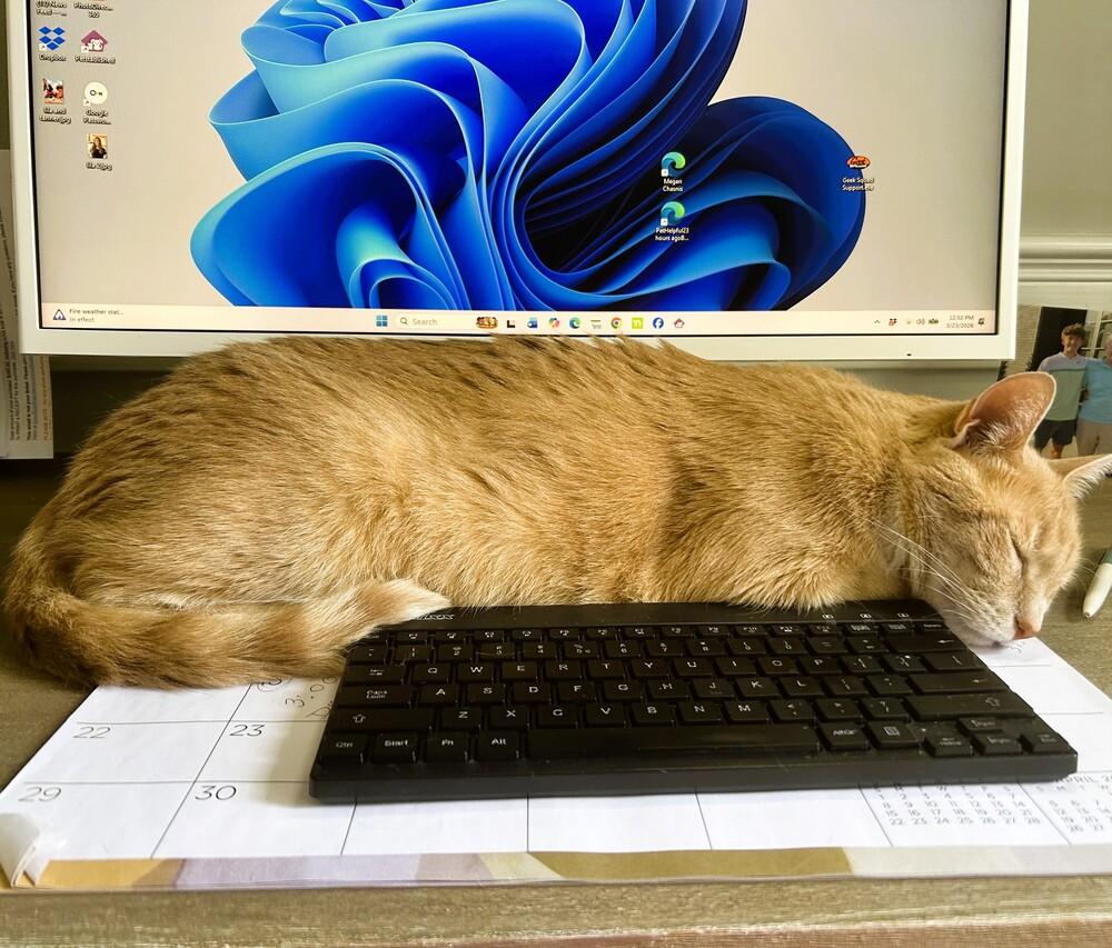 Enlarge Danny, a Adoptable mixed breed in Mooresville, NC image 3/6