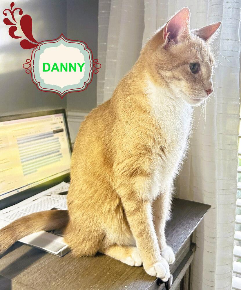 Enlarge Danny, a Adoptable mixed breed in Mooresville, NC image 2/6