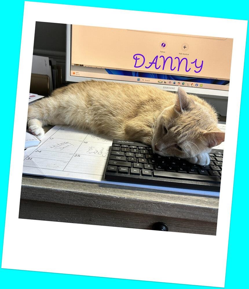 Danny, a Adoptable mixed breed in Mooresville, NC image 5/6