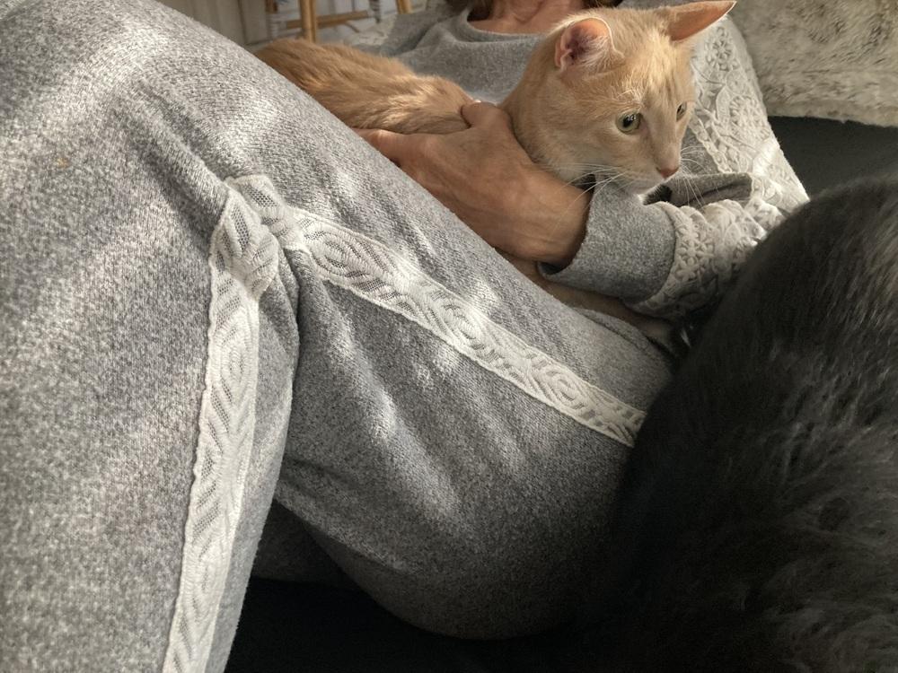 Enlarge Danny, a Adoptable mixed breed in Mooresville, NC image 5/6