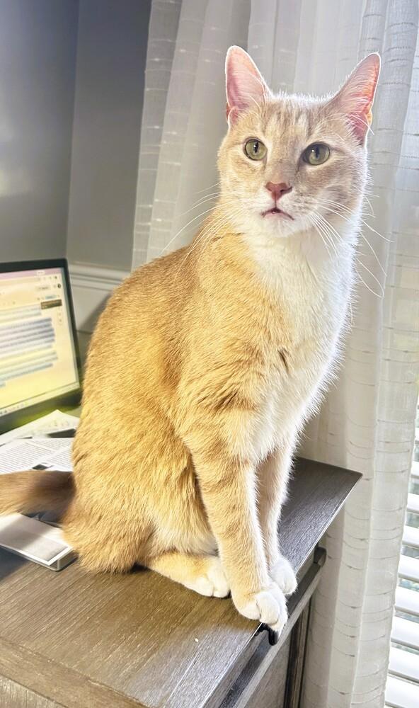 Enlarge Danny, a Adoptable mixed breed in Mooresville, NC image 5/6