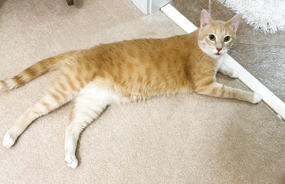 Enlarge Danny, a Adoptable mixed breed in Mooresville, NC image 6/6