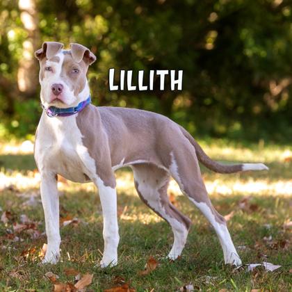 Lilith, Adoptable, Adult Female Pit Bull Terrier & Mixed Breed.