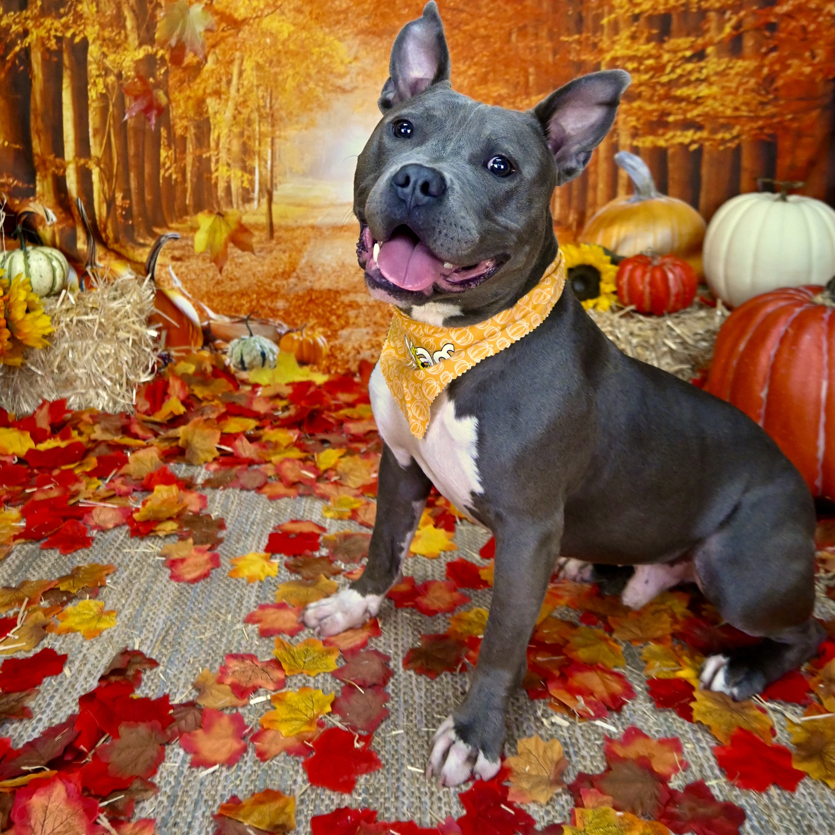 Milo, a Adoptable mixed breed in Cumming, GA image 3/5