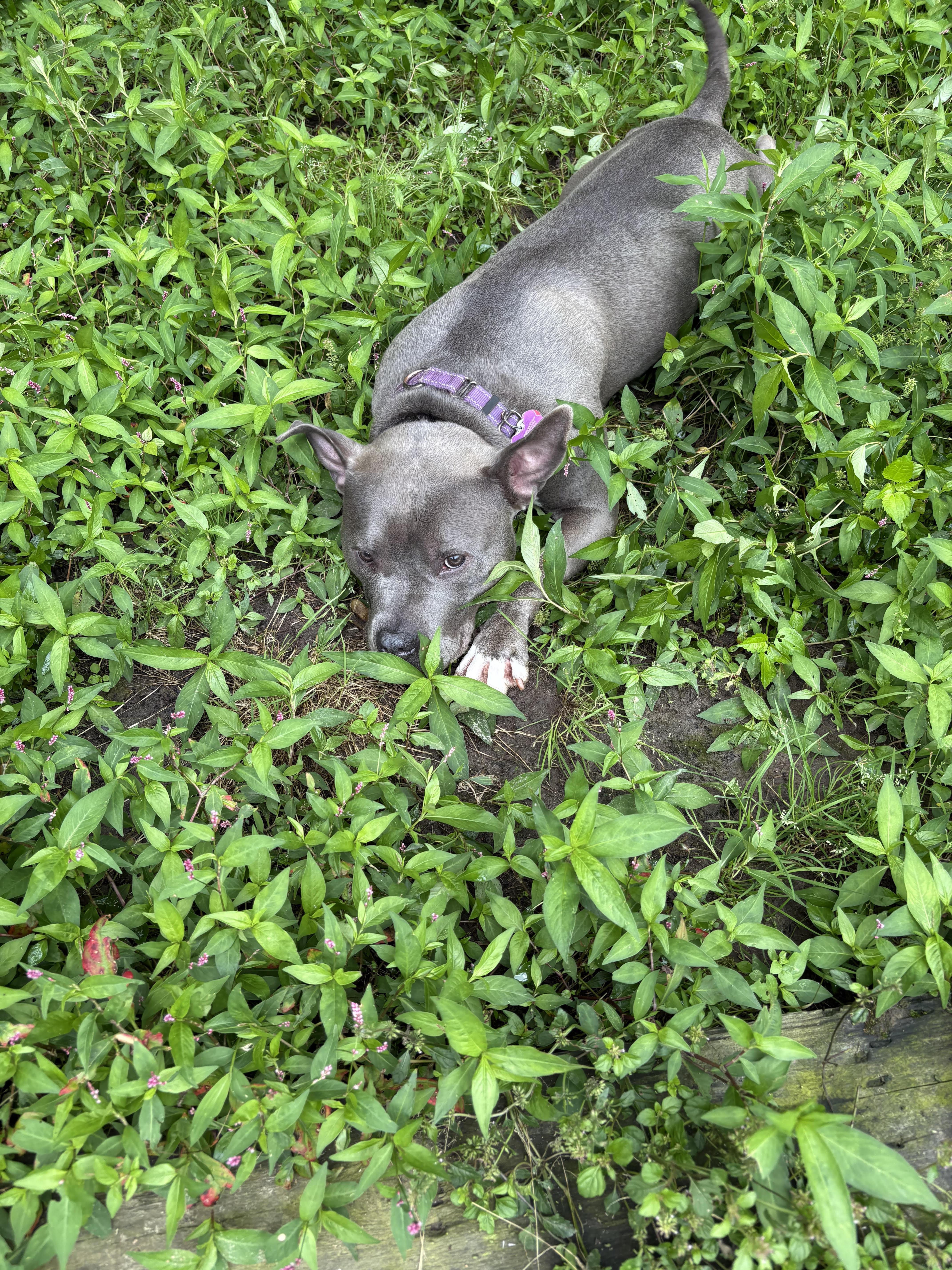 Milo, Adoptable, Young Male American Staffordshire Terrier.