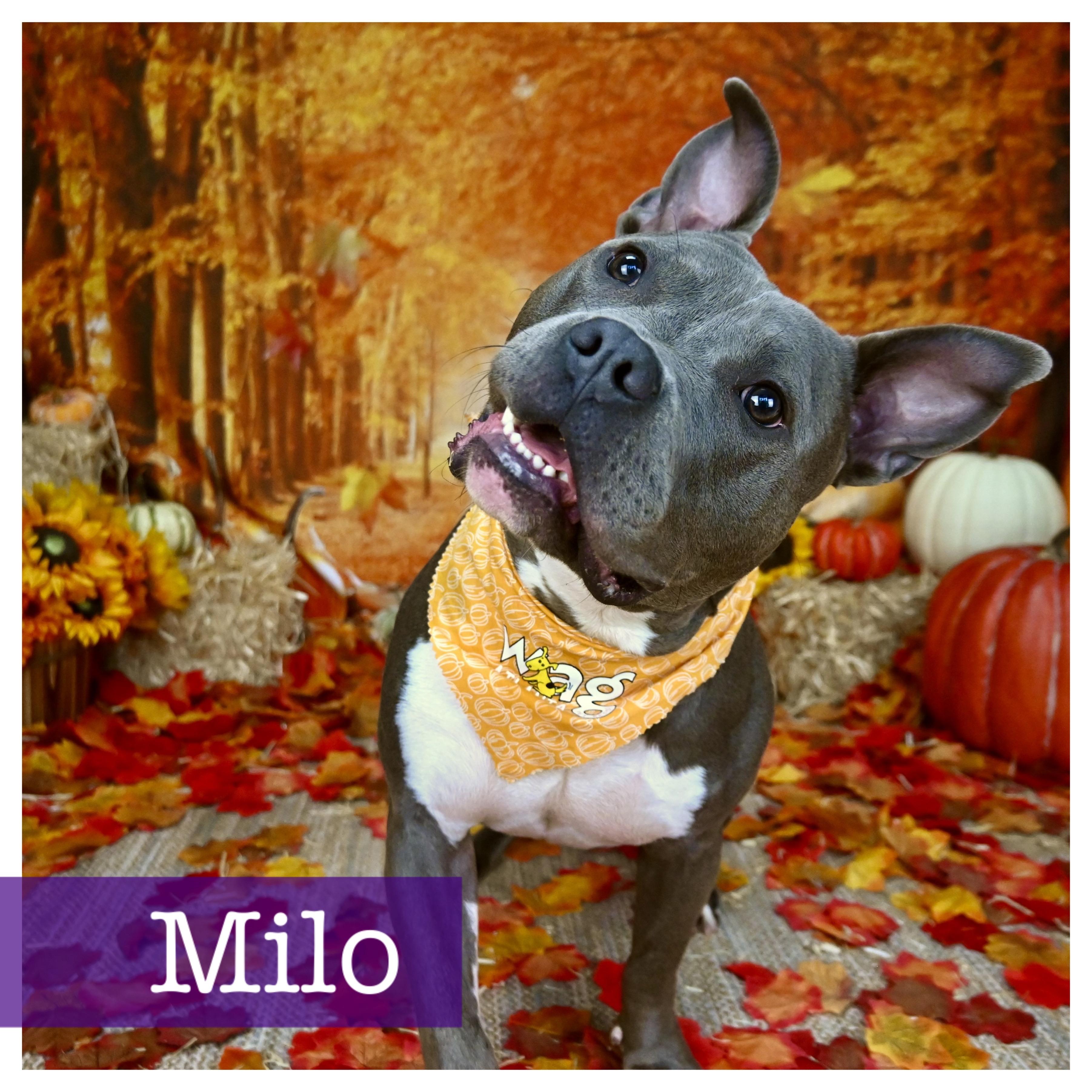 Enlarge Milo, a Adoptable mixed breed in Cumming, GA image 1/5