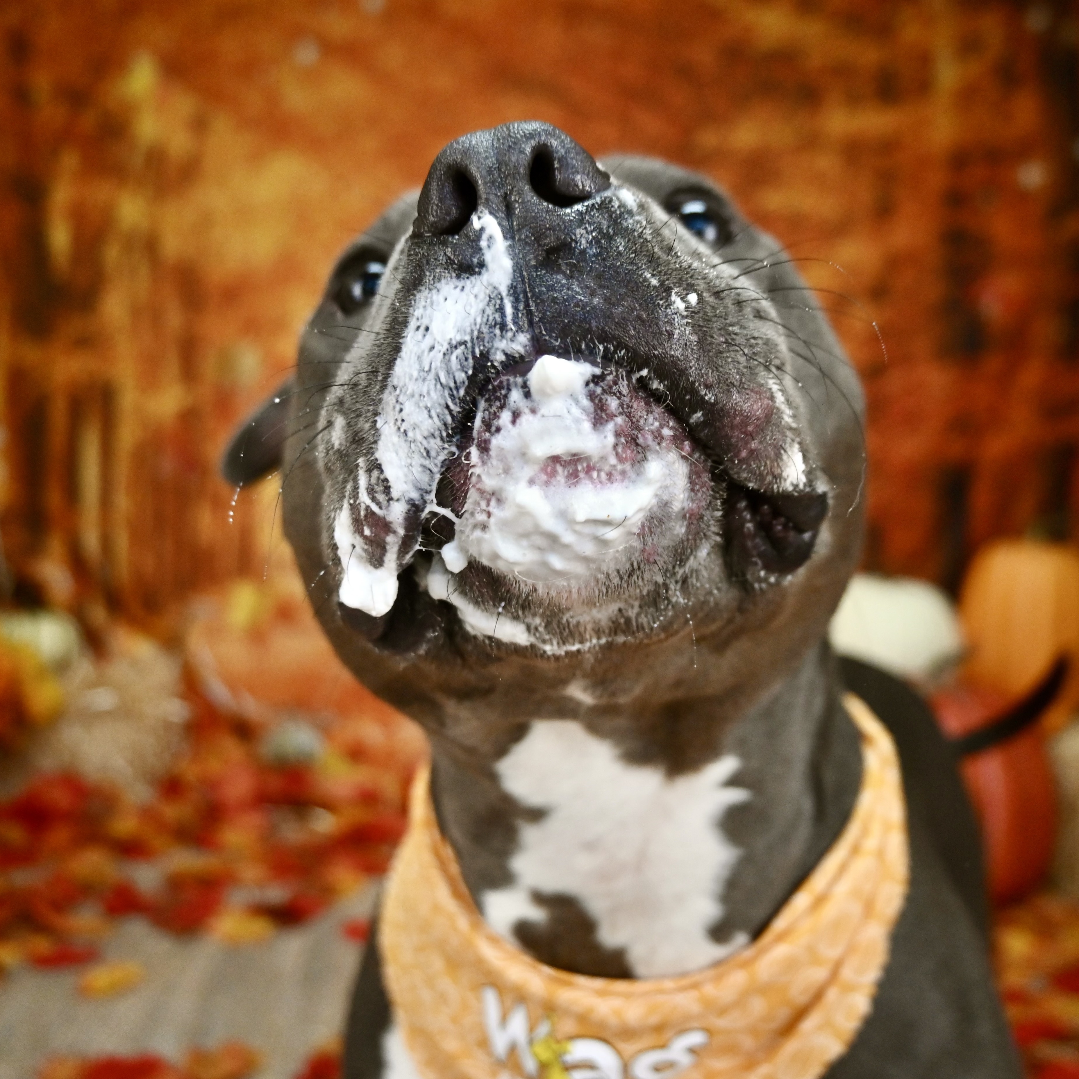 Milo, a Adoptable mixed breed in Cumming, GA image 4/5