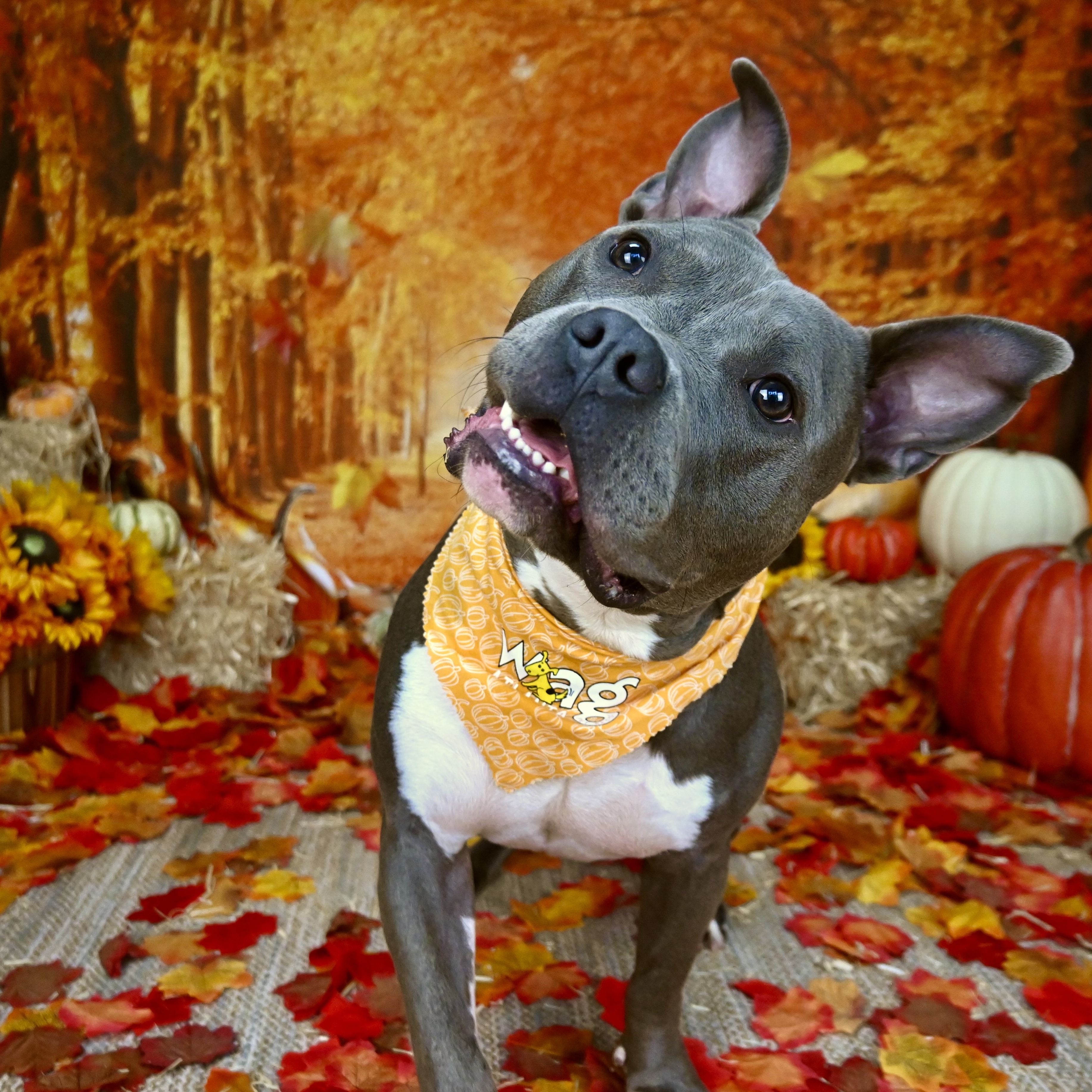 Milo, a Adoptable mixed breed in Cumming, GA image 5/5