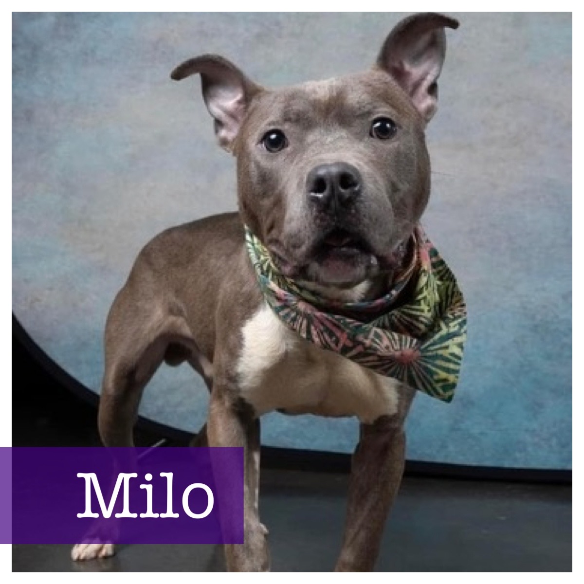 Milo