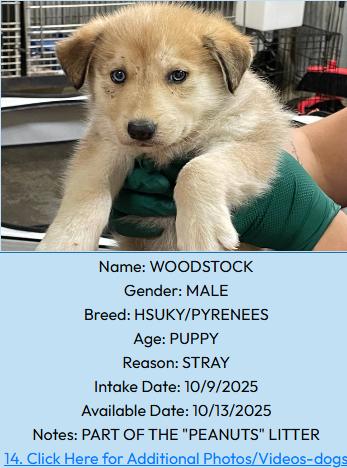 Woodstock, Adoptable, Young Male Great Pyrenees & Husky.