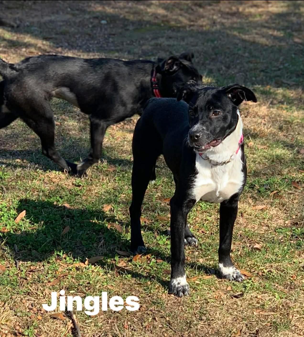 Enlarge Jingles, an adoptable Retriever in Douglas, MA image 2/4