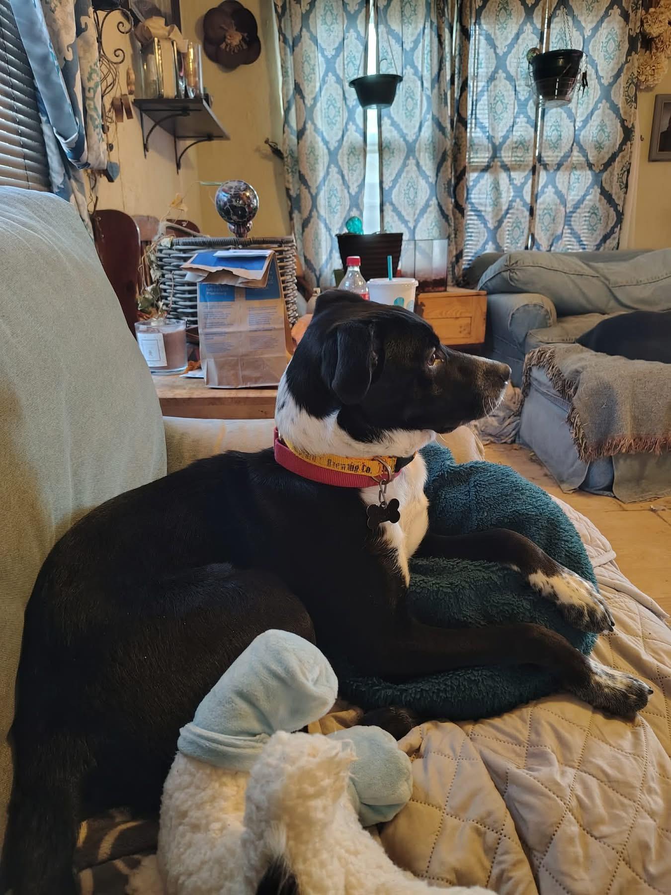 Enlarge Jingles, an adoptable Retriever in Douglas, MA image 1/4