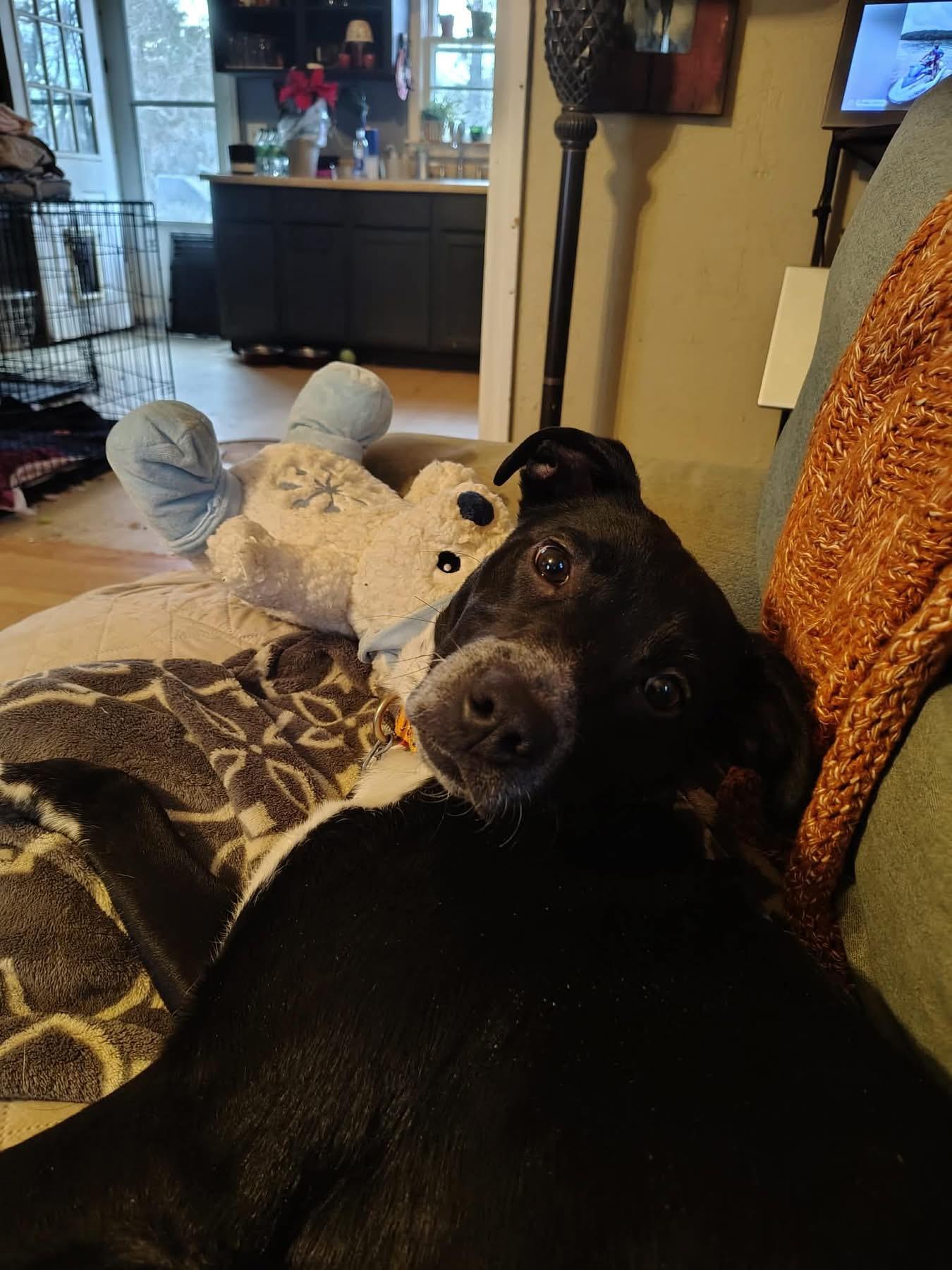 Enlarge Jingles, an adoptable Retriever in Douglas, MA image 3/4