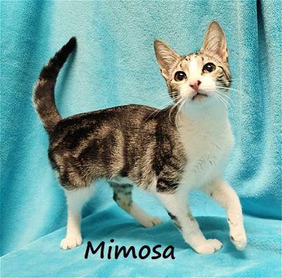 Mimosa #marble-swirls, Adopted, Young Female Tabby & Domestic Short Hair.