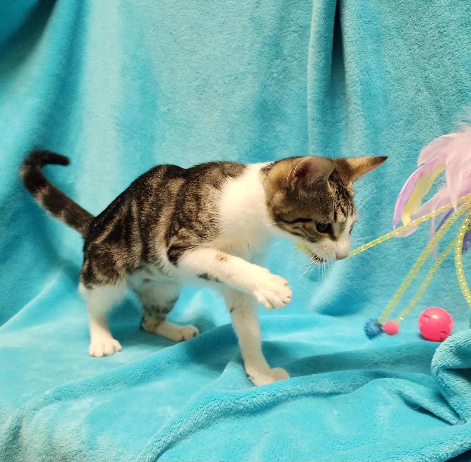 Enlarge Mimosa #marble-swirls, a Adopted mixed breed in Houston, TX image 2/3