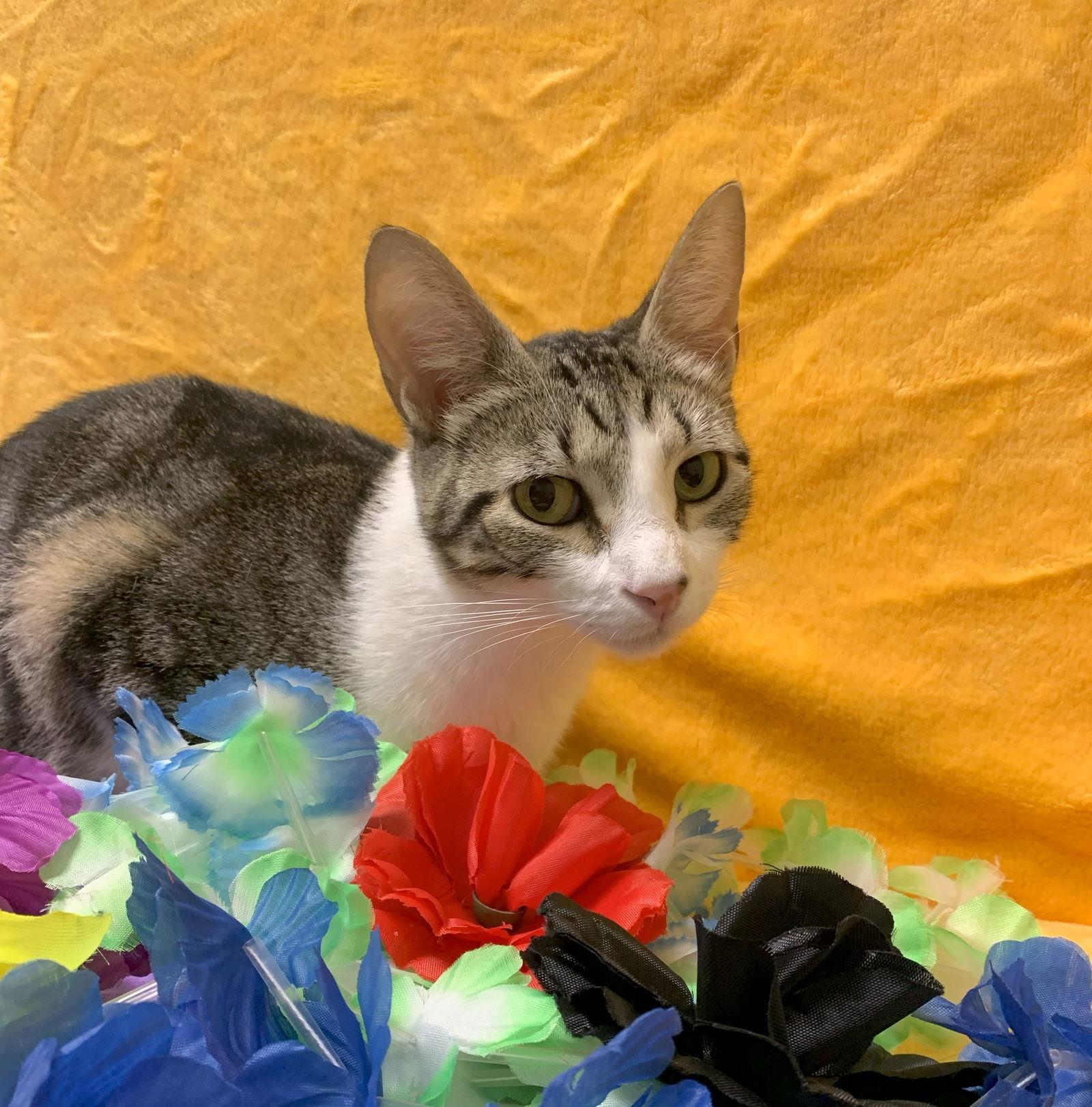 Enlarge Mimosa #marble-swirls, a Adopted mixed breed in Houston, TX image 3/3