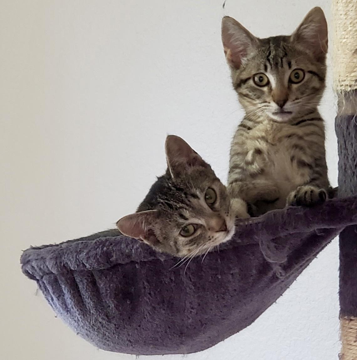 Enlarge Siobhan, an adopted Domestic Short Hair in Tillamook, OR image 2/6