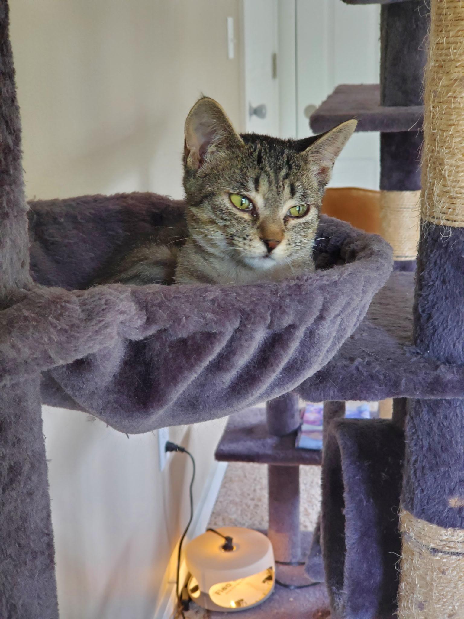 Enlarge Siobhan, an adopted Domestic Short Hair in Tillamook, OR image 6/6