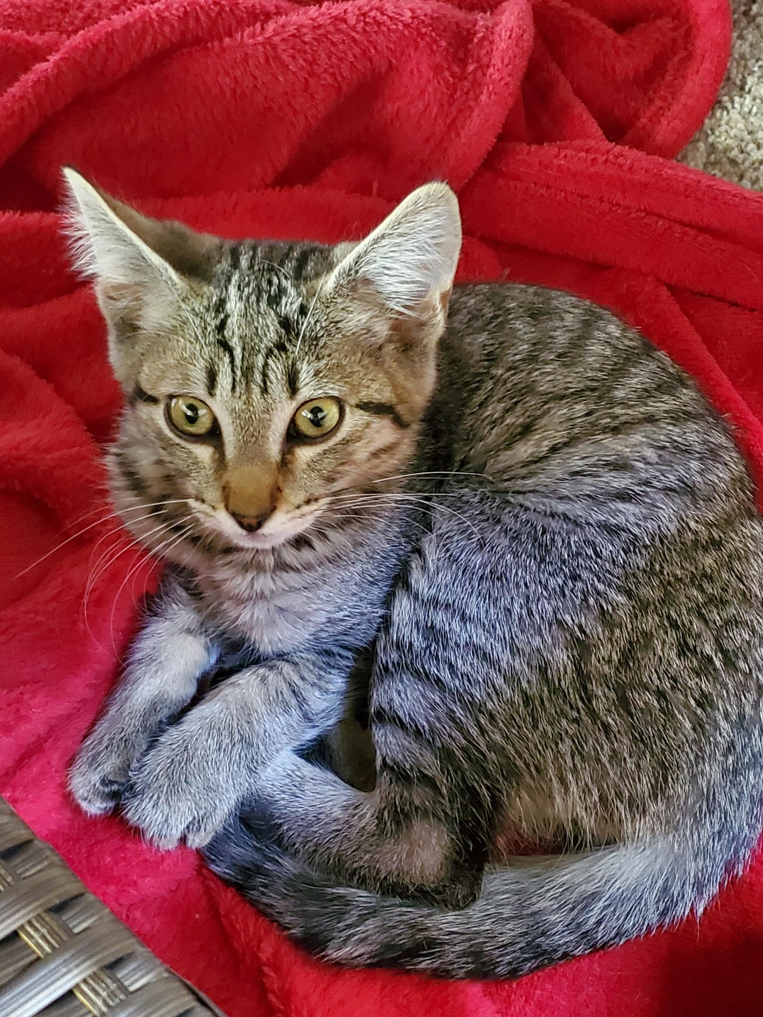 Enlarge Siobhan, an adopted Domestic Short Hair in Tillamook, OR image 3/6