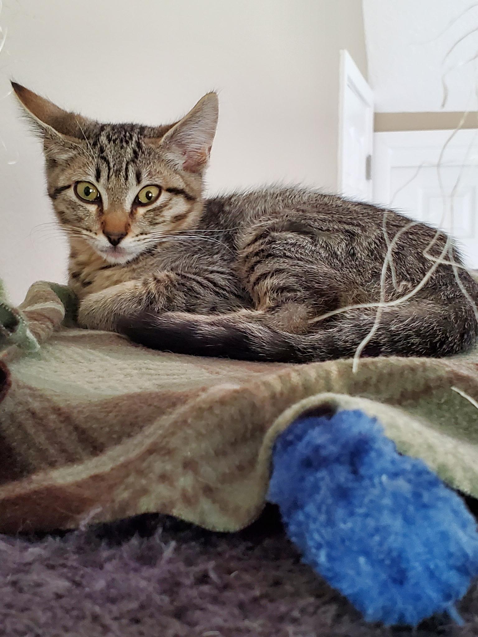 Enlarge Siobhan, an adopted Domestic Short Hair in Tillamook, OR image 5/6