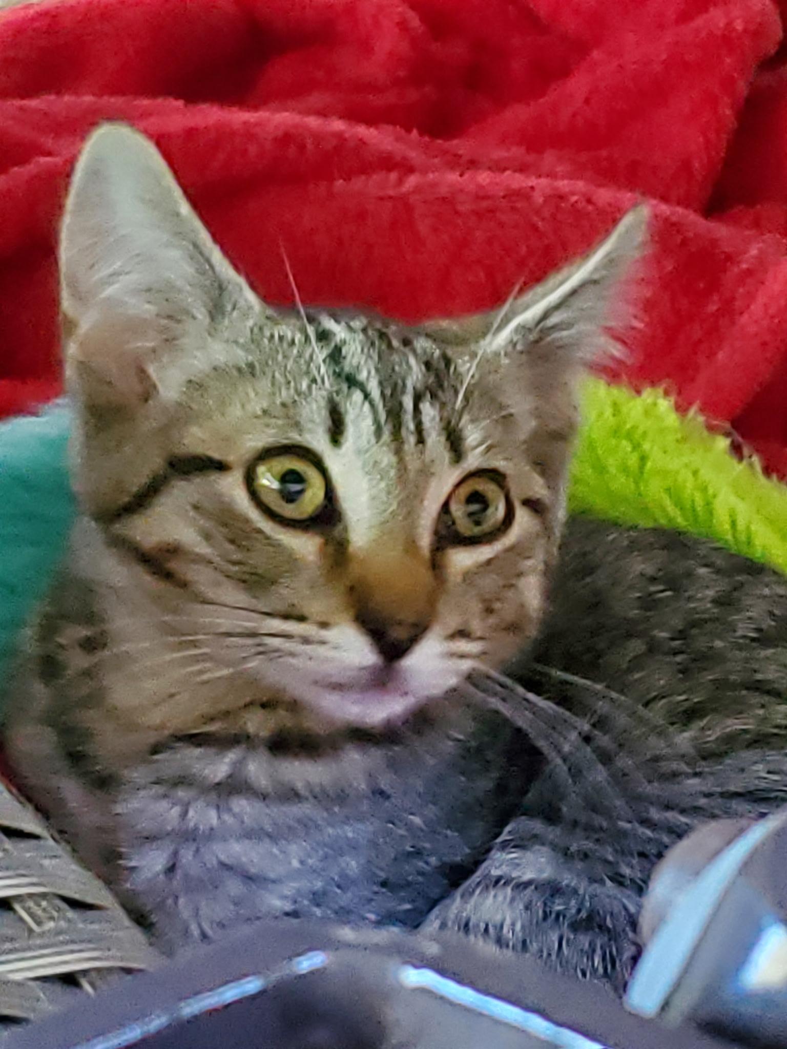 Siobhan, adopted, Young Female Domestic Short Hair.
