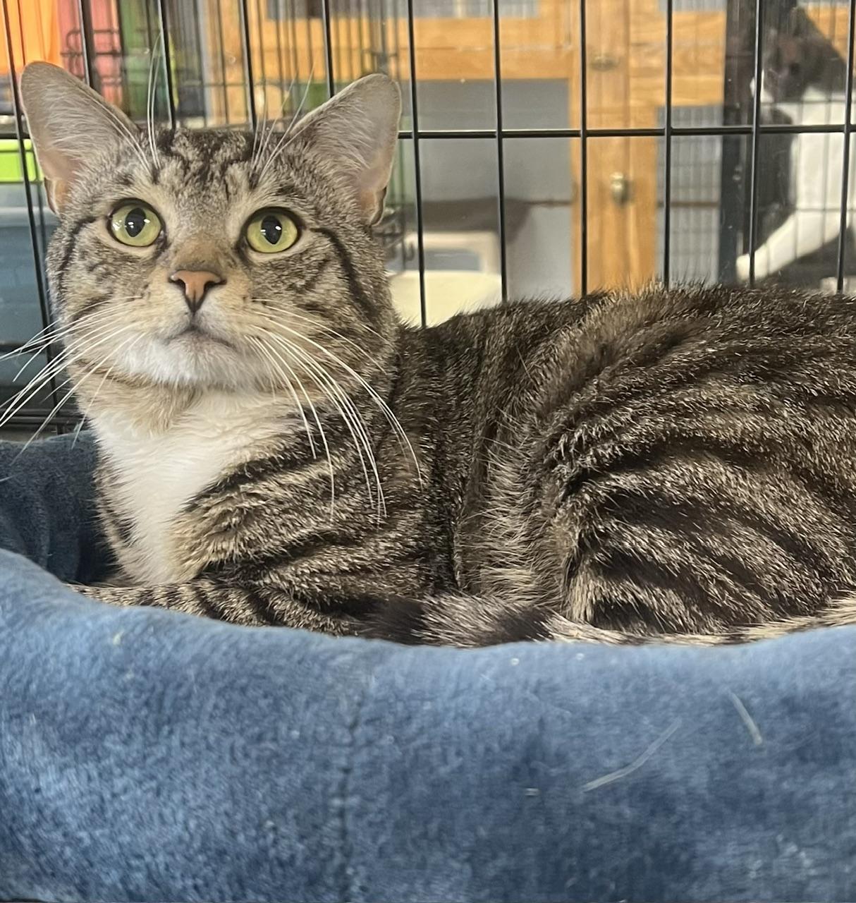 Edison, an adopted Domestic Short Hair in Johnston, RI image 5/6