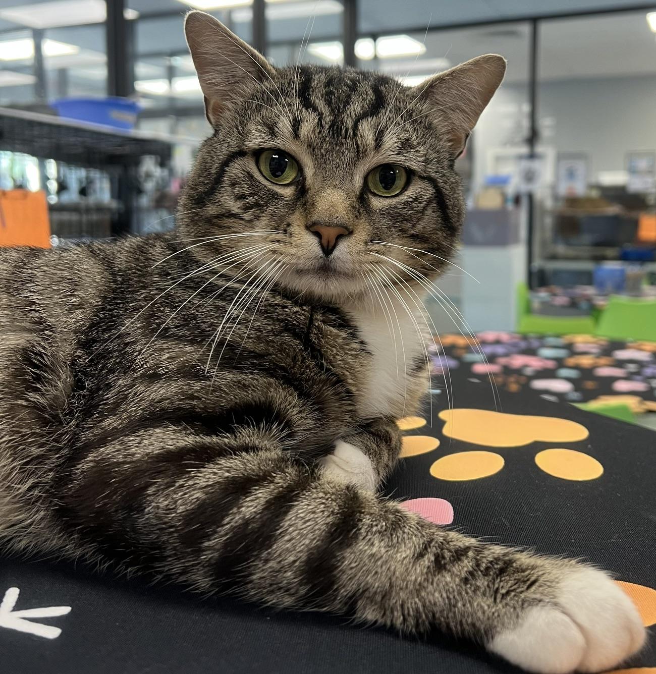Edison, an adopted Domestic Short Hair in Johnston, RI image 3/6