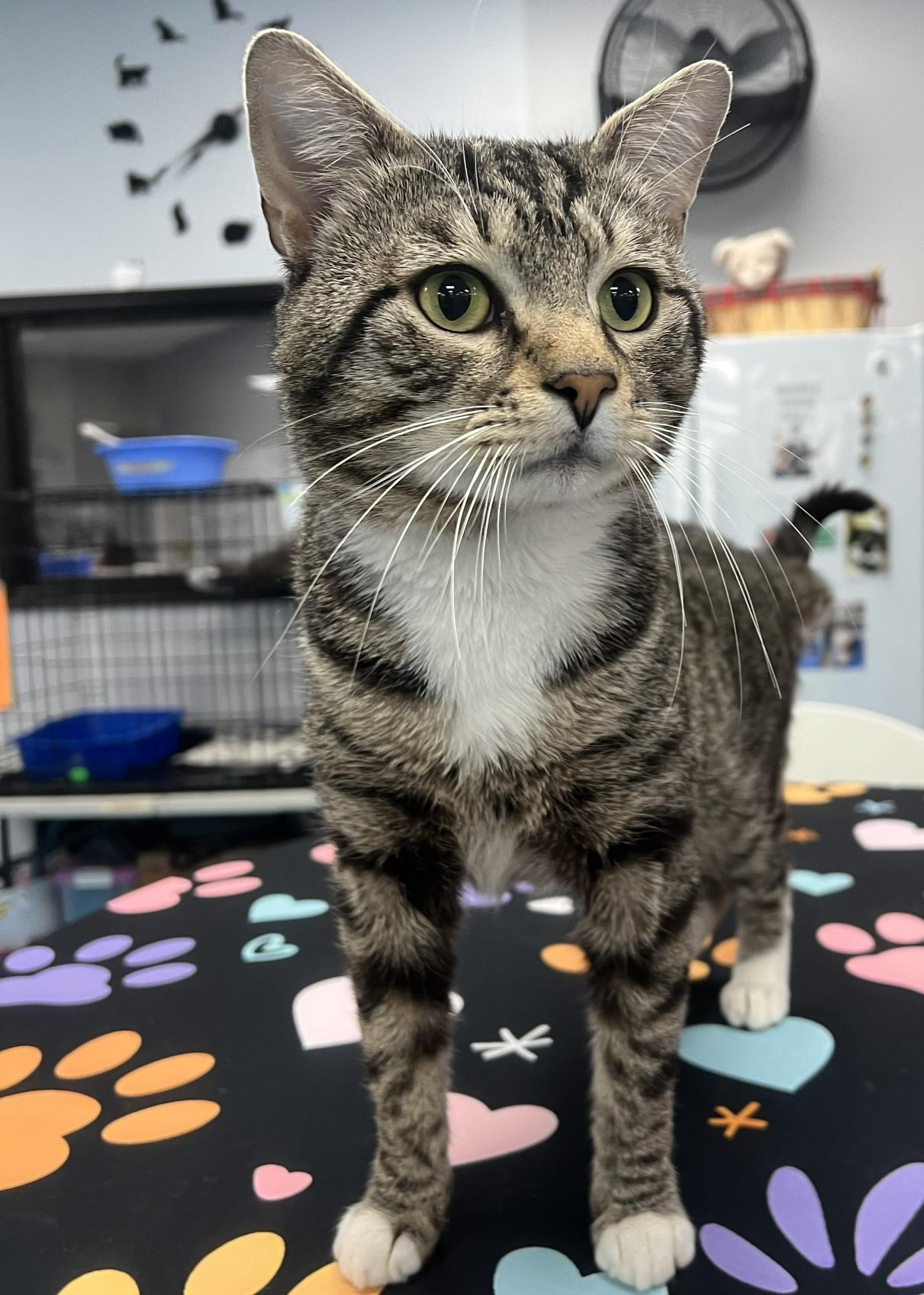 Edison, an adopted Domestic Short Hair in Johnston, RI image 4/6