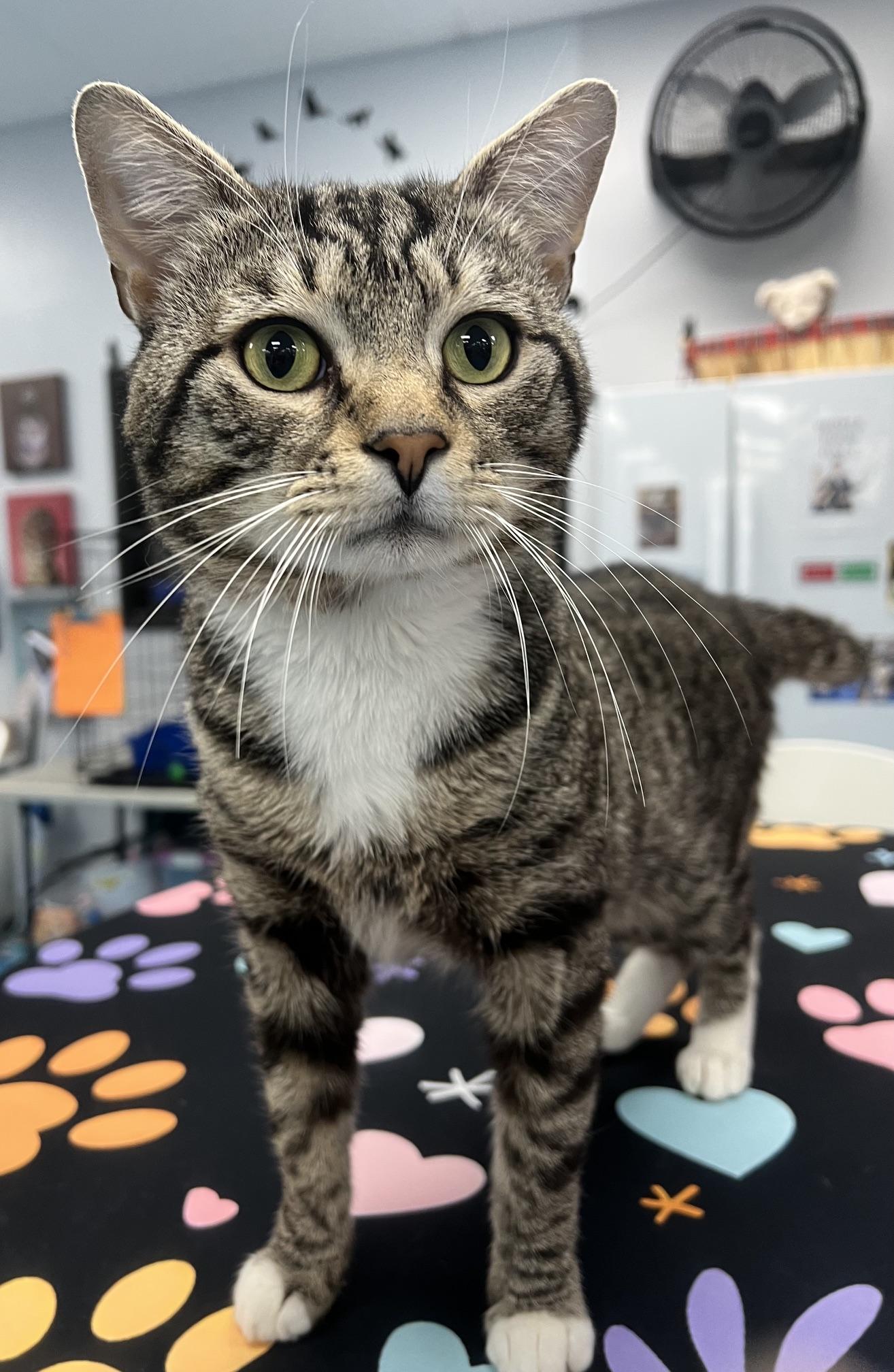 Edison, an adopted Domestic Short Hair in Johnston, RI image 6/6