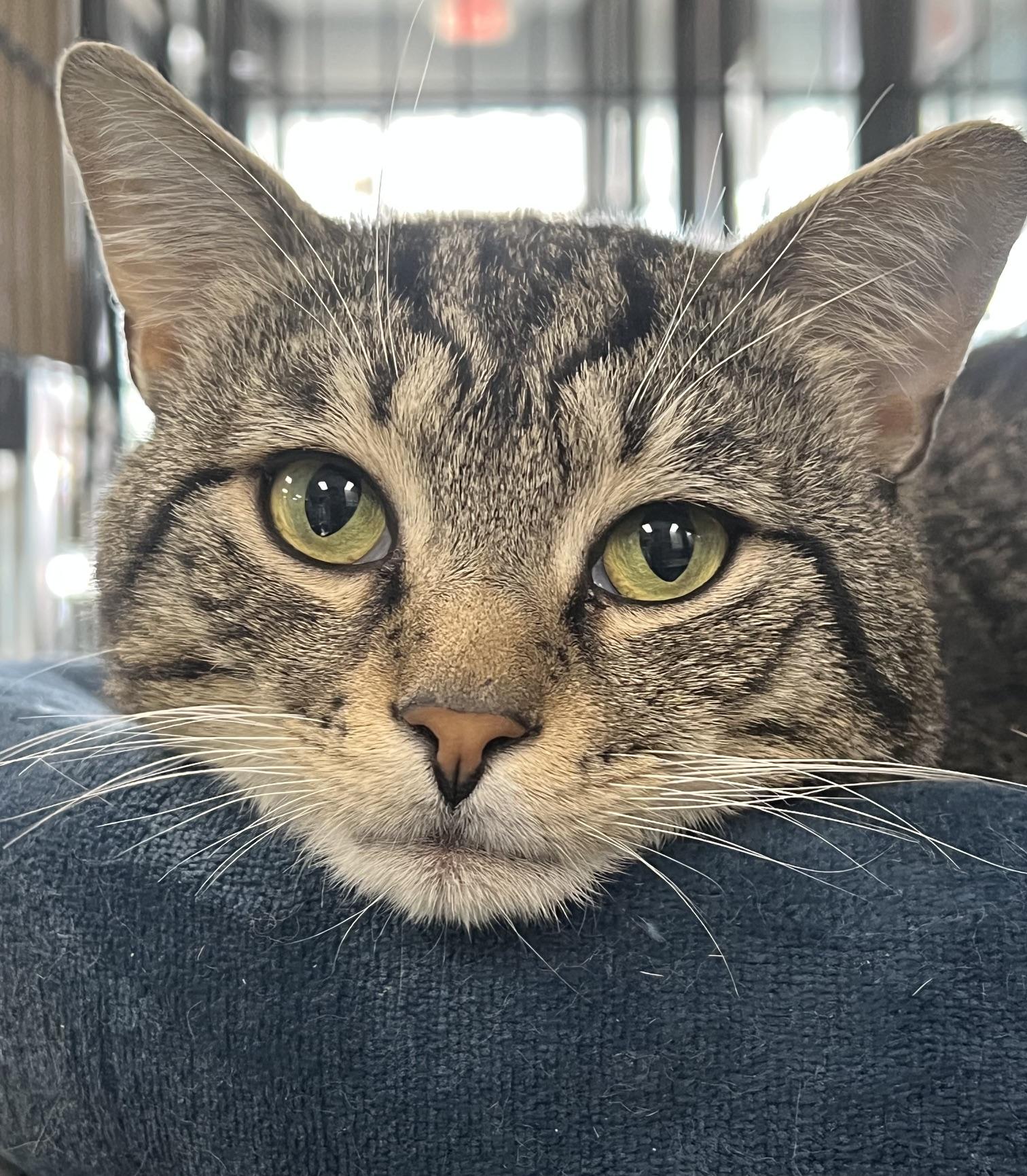 Edison, adopted, Young Male Domestic Short Hair.