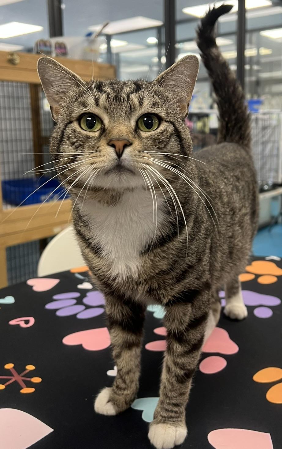 Edison, an adopted Domestic Short Hair in Johnston, RI image 2/6