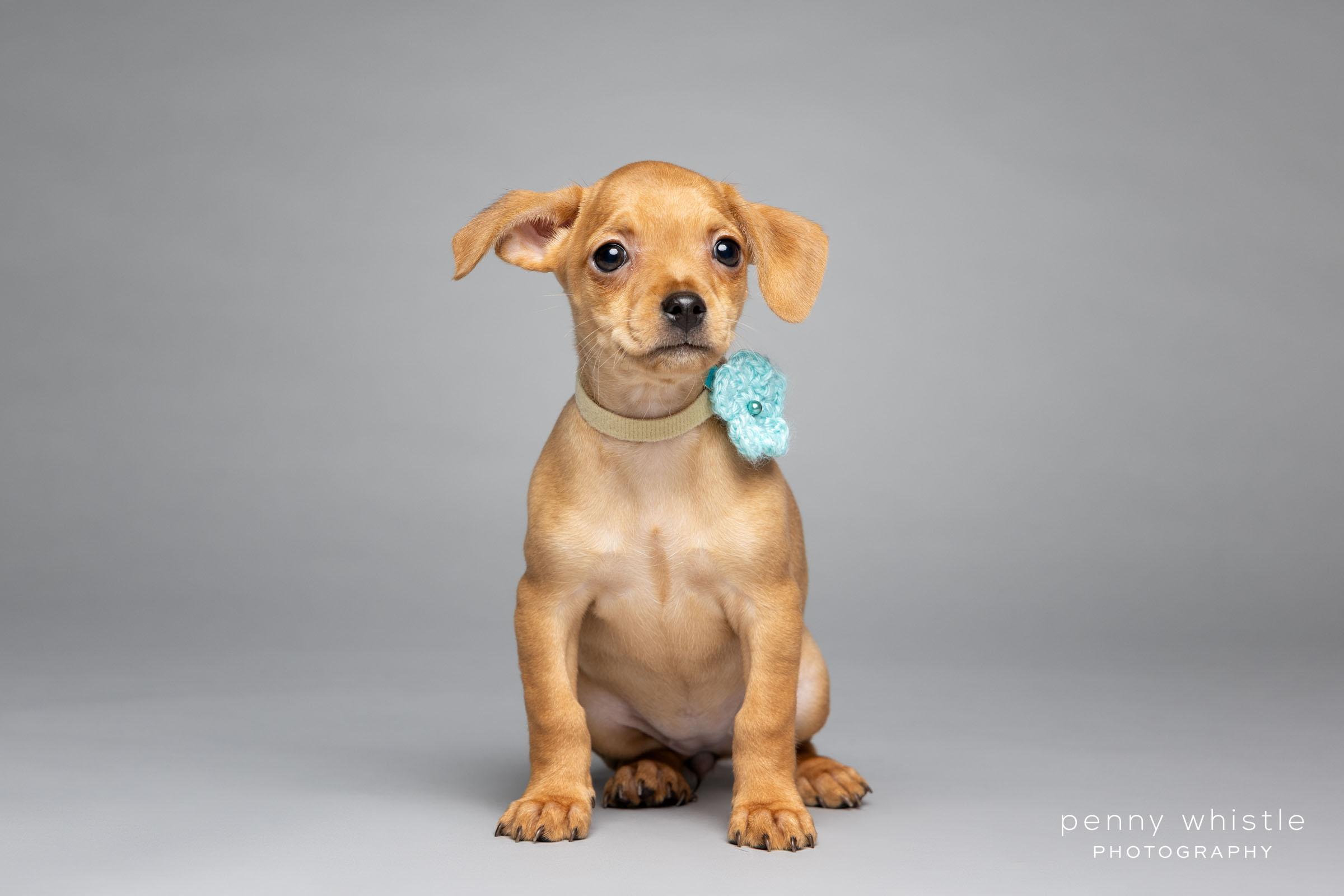 Enlarge Ginger , a Adoptable mixed breed in Coppell, TX image 1/3