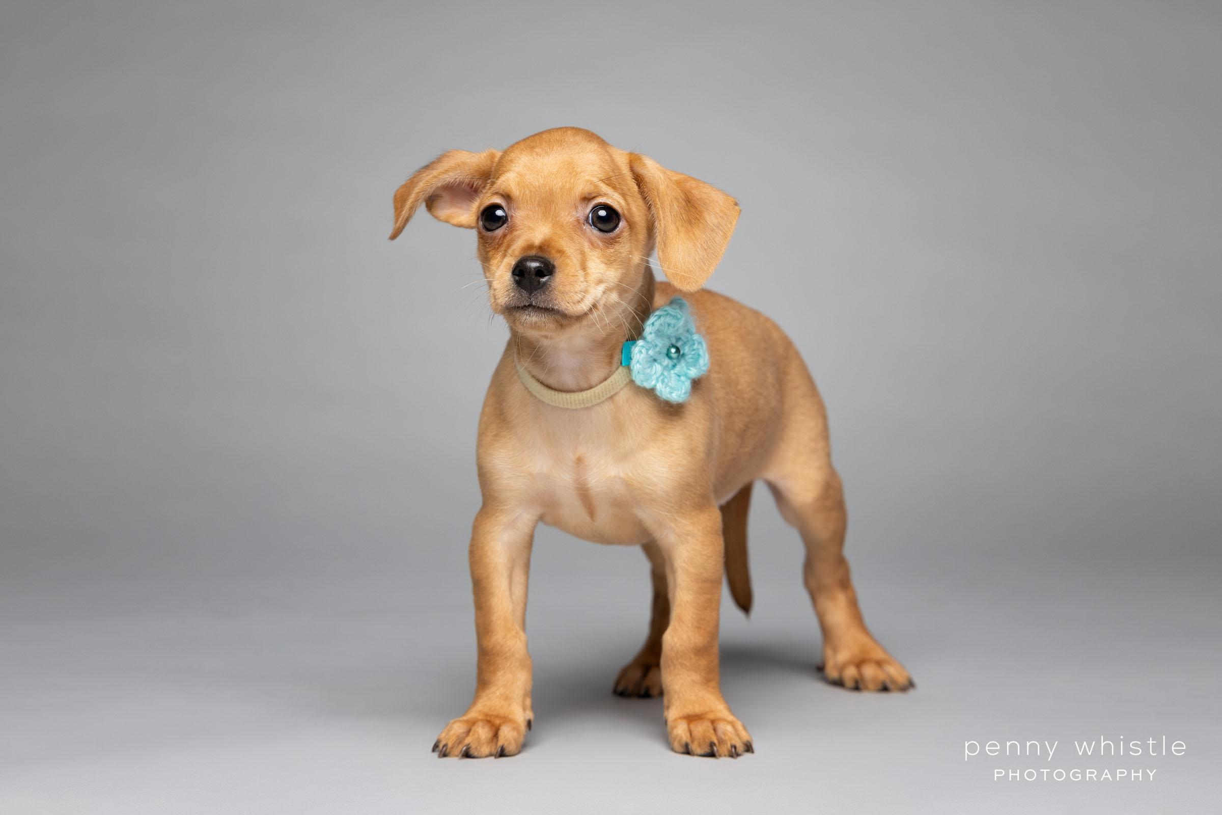 Enlarge Ginger , a Adoptable mixed breed in Coppell, TX image 2/3