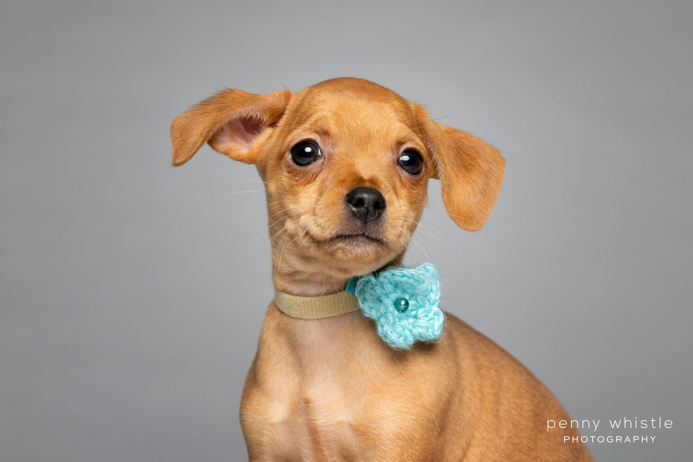 Enlarge Ginger , a Adoptable mixed breed in Coppell, TX image 3/3