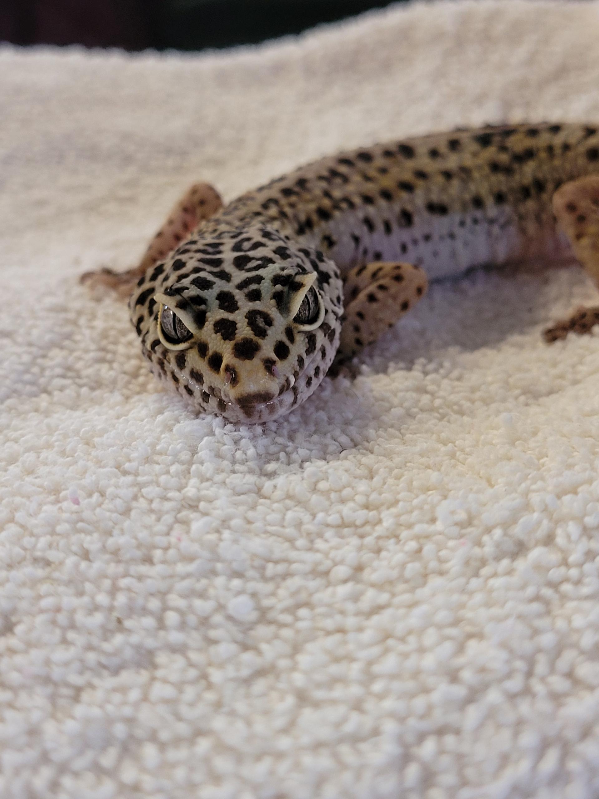 Ghost, ADOPTABLE, Adult Unknown Lizard.