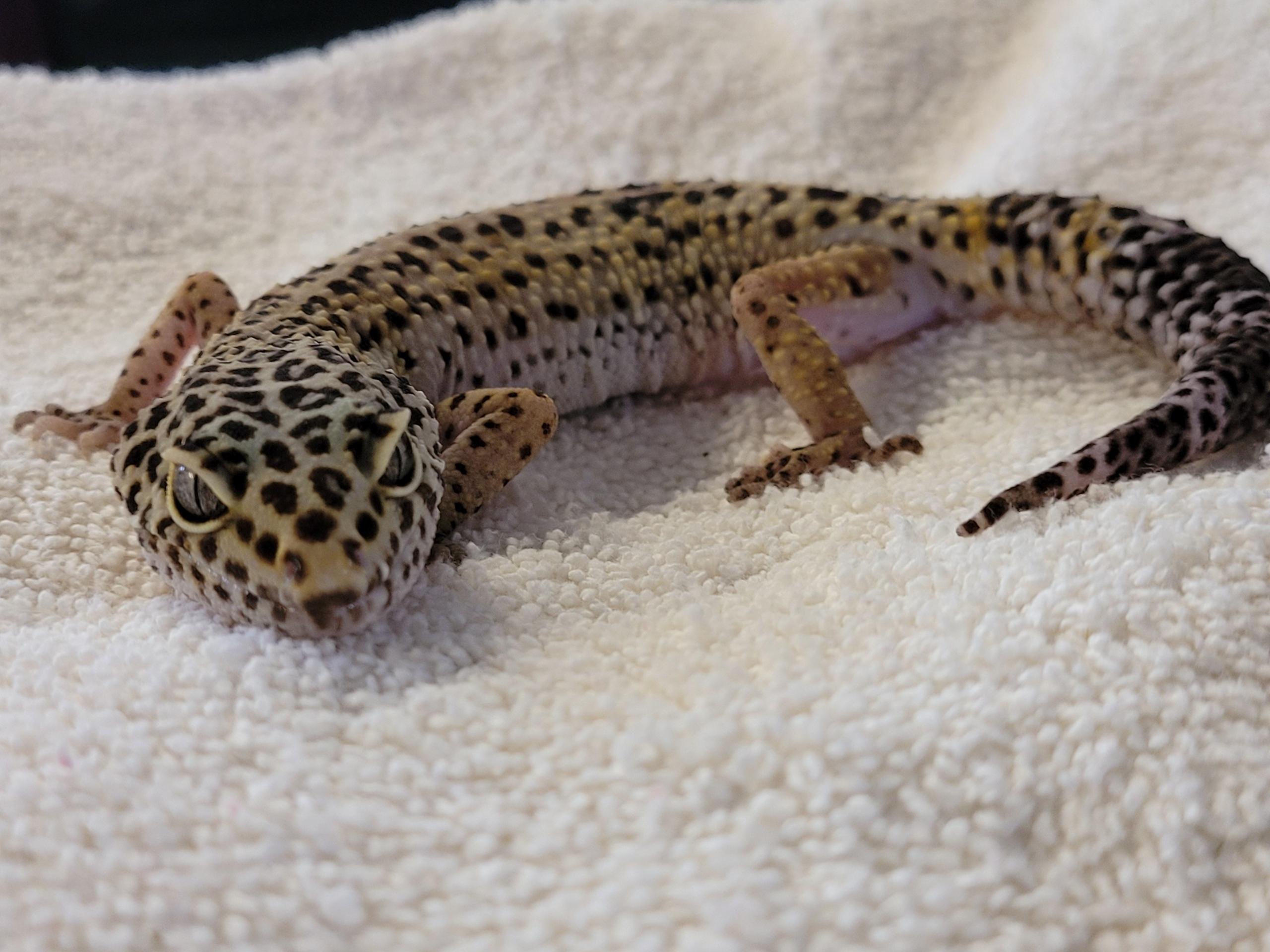 Enlarge Ghost, a ADOPTABLE Lizard in Middle Island, NY image 2/2