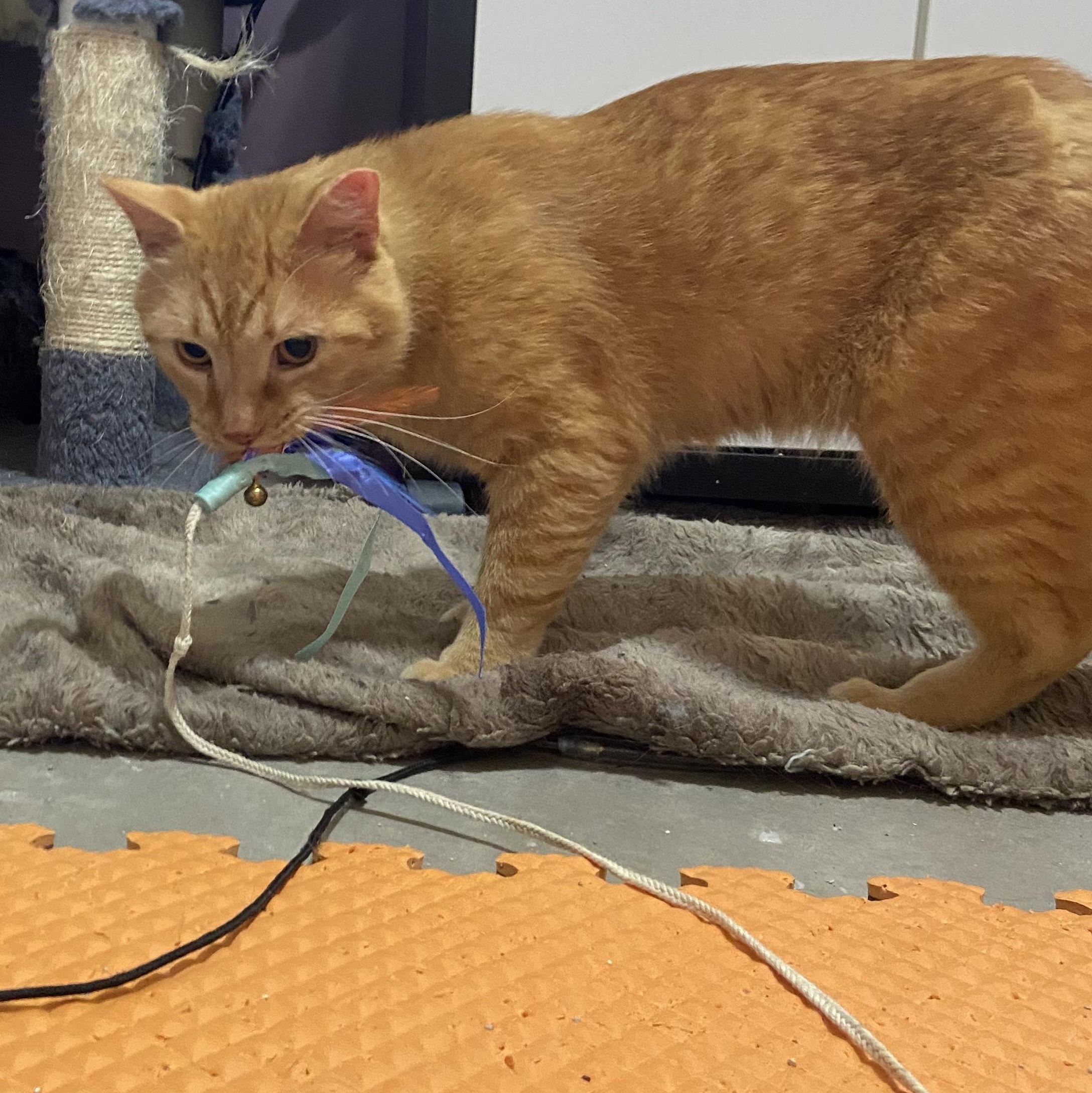 Enlarge Silas, a Adoptable Domestic Short Hair in Saint Francis, MN image 3/5