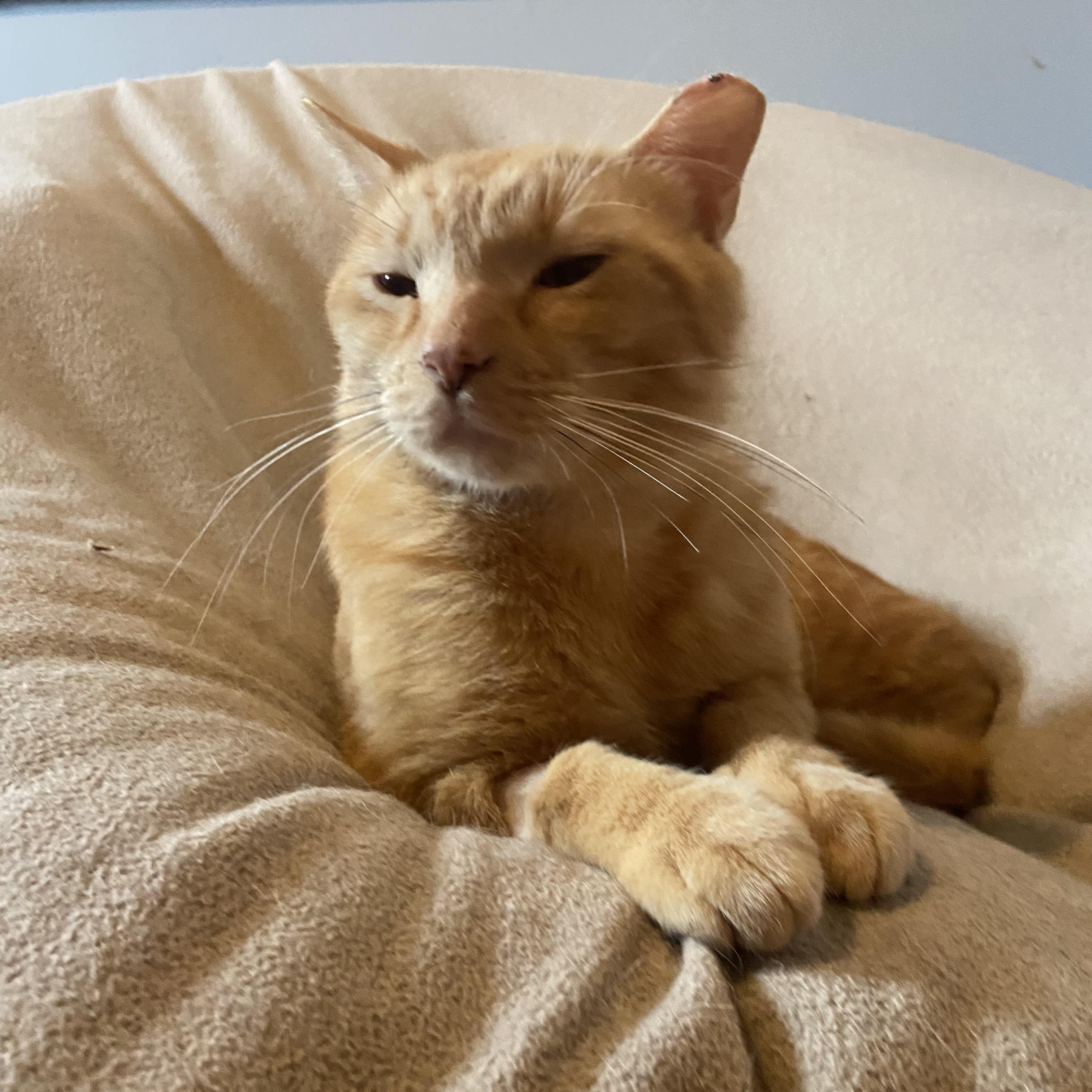 Enlarge Silas, a Adoptable Domestic Short Hair in Saint Francis, MN image 4/5