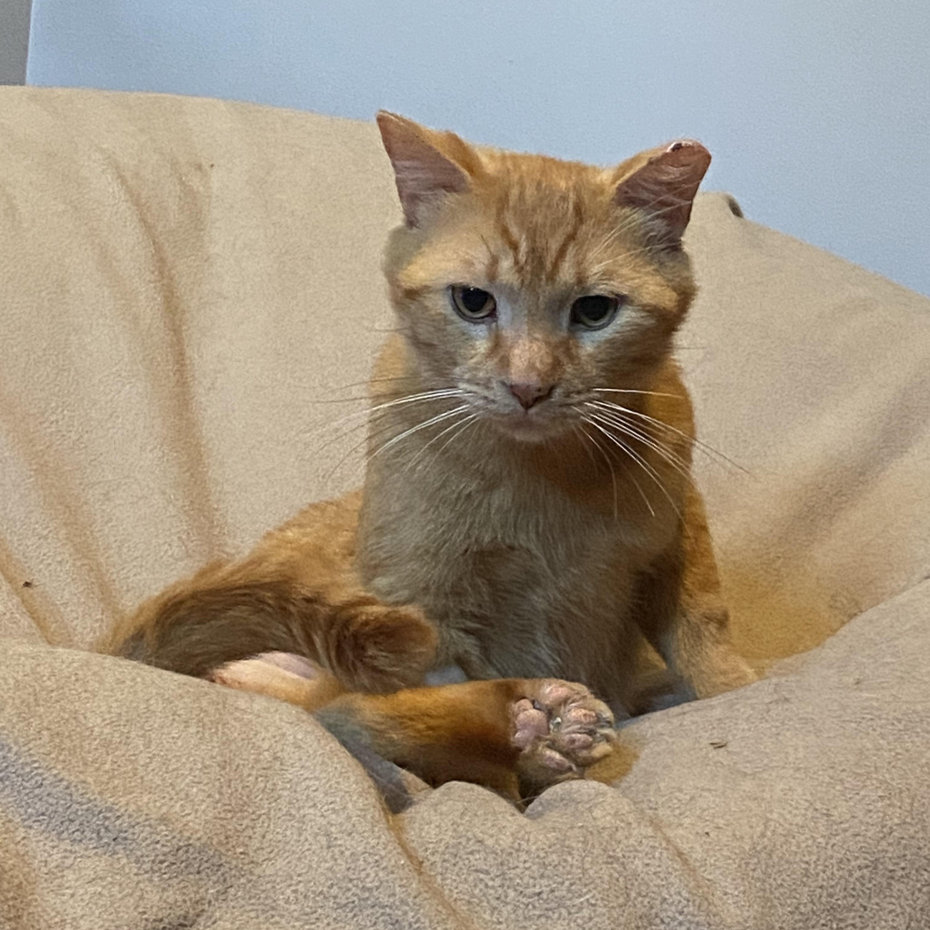 Enlarge Silas, a Adoptable Domestic Short Hair in Saint Francis, MN image 5/5