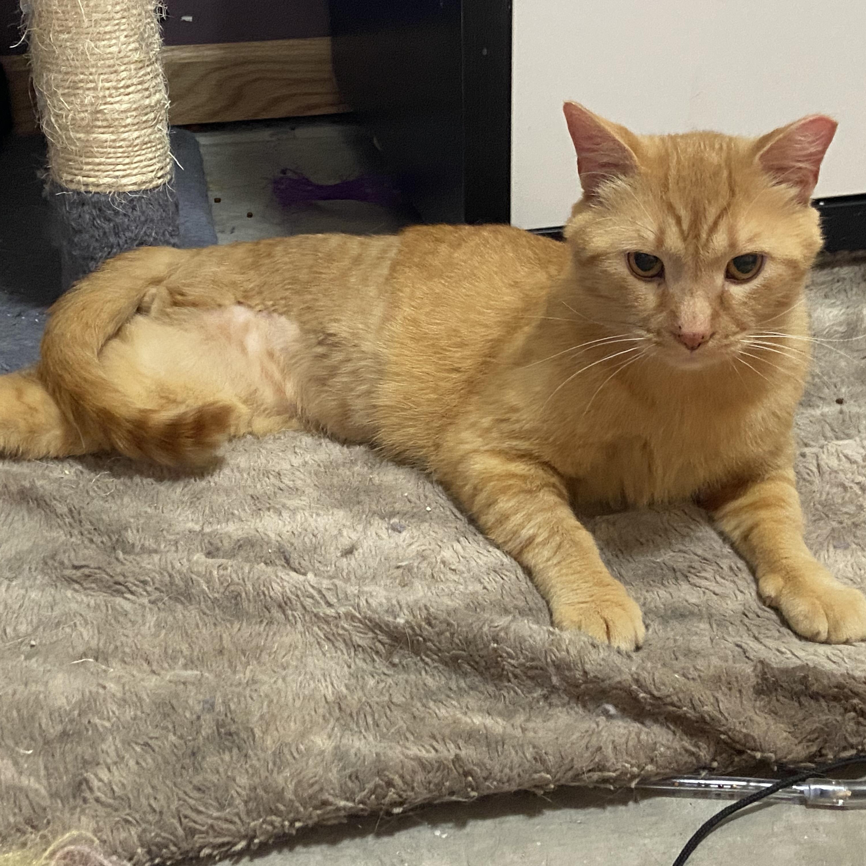 Enlarge Silas, a Adoptable Domestic Short Hair in Saint Francis, MN image 2/5